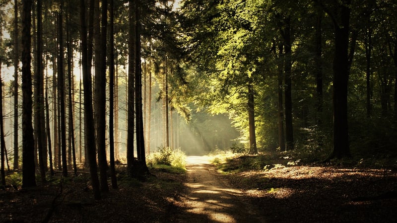 Mindful walking techniques